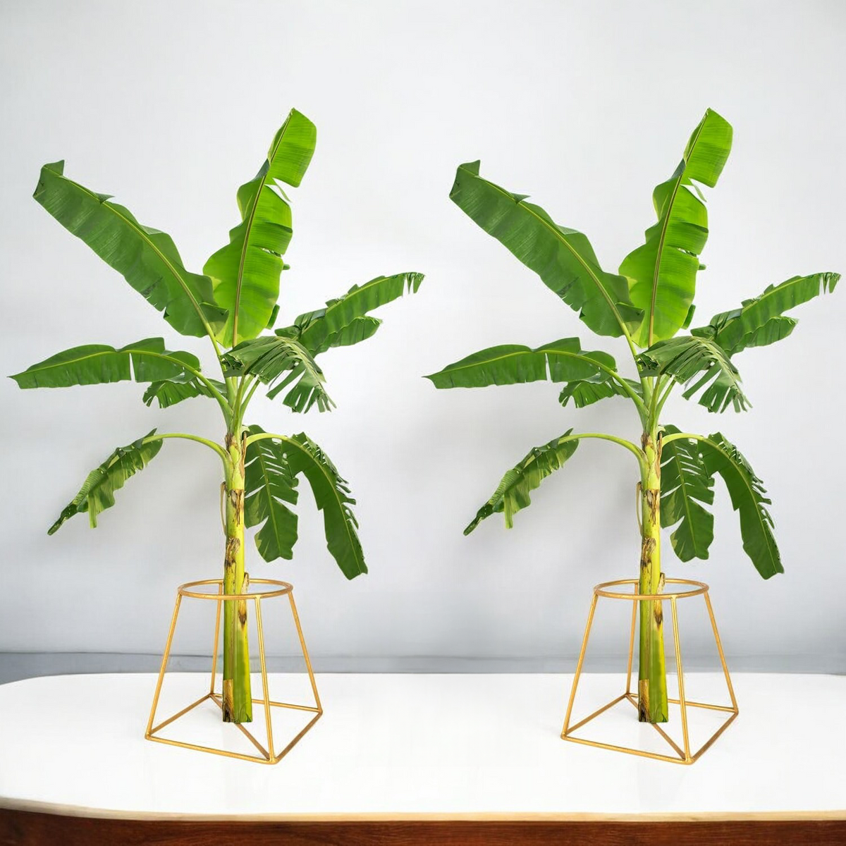 Banana Plant Holder for Pooja - Set of 2, Gold